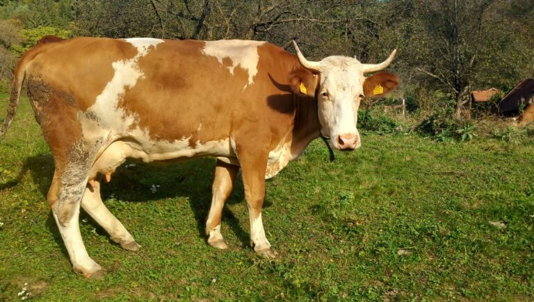 Mehr über den Artikel erfahren Die weiße Lebensader der Menschheit: Milch in unserer Kultur