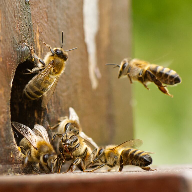 Mehr über den Artikel erfahren Urban Beekeeping – Hoffnungsträger für die Stadt?