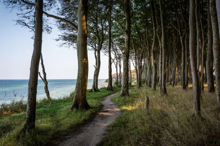 Mehr über den Artikel erfahren Ohne Wald kein Ozean